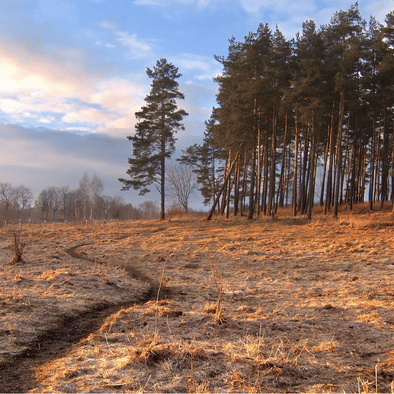 Mês de Fevereiro – Transição e Preparação